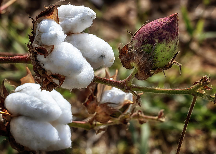 Cotton Boll 1  Photograph by Susan Rissi Tregoning
