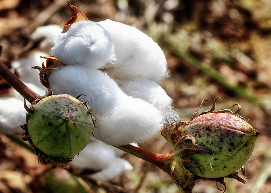 Cotton Boll 2 Photograph by Susan Rissi Tregoning