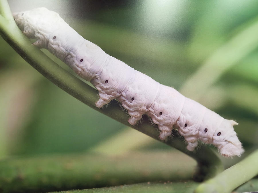 Cotton bollworm by Art Spectrum Cotton bollworm by Art Spectrum