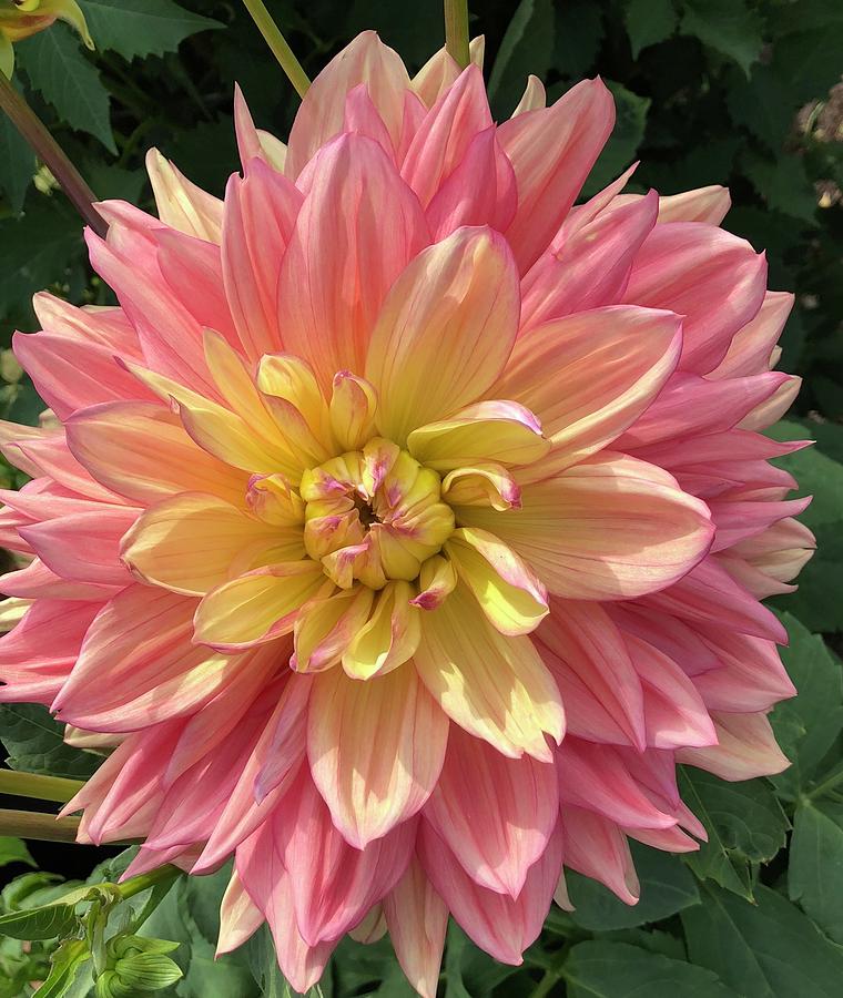 Cotton Candy Dhalia Photograph By Celeste Forst<script async src=