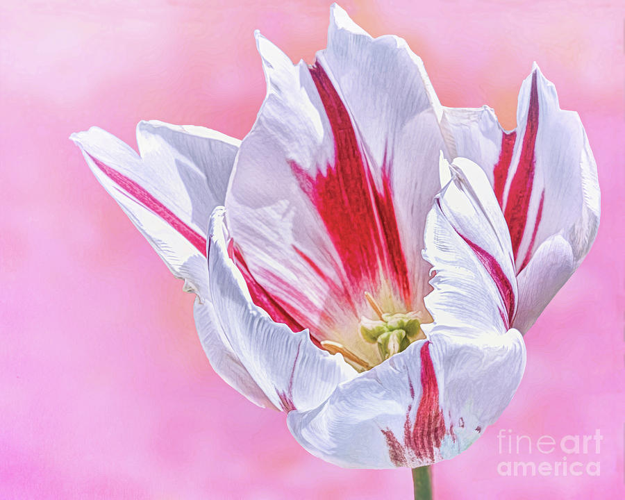 Cotton Candy Stripe Tulip Photograph by Norman Gabitzsch