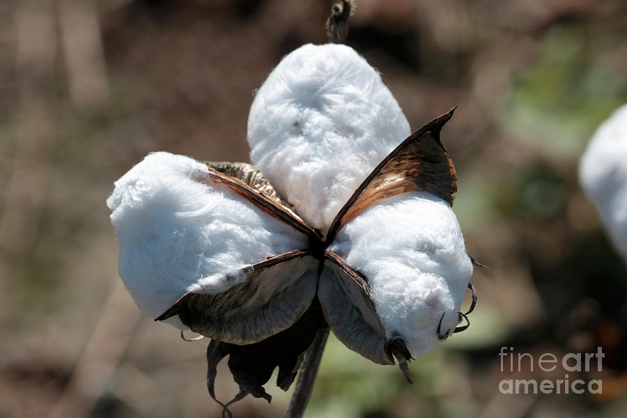 Cotton Closeup Photograph by Carol Groenen