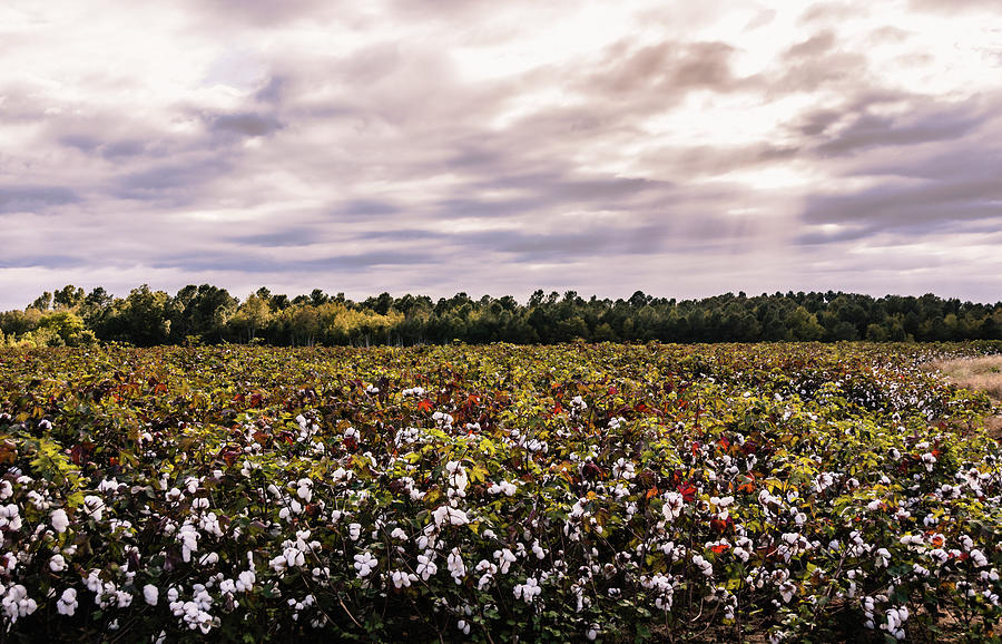 Cotton Field 23 Photograph by Andrea Anderegg