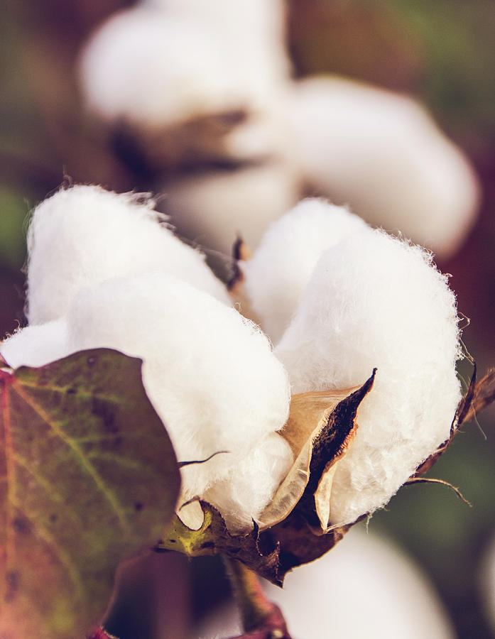 Cotton Field 24 Photograph by Andrea Anderegg