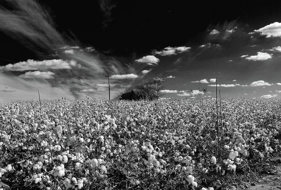 Cotton Field And Cotton Clouds Photograph