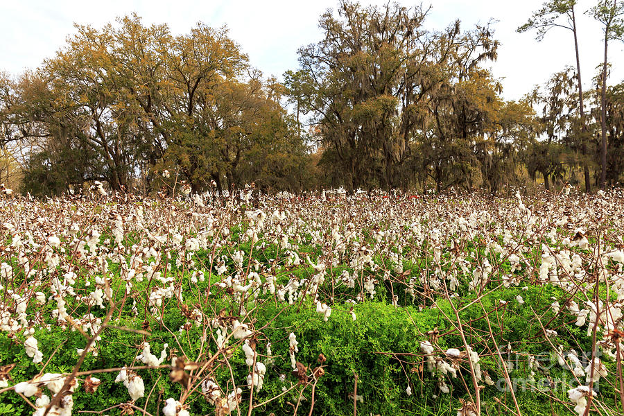 Cotton Field at Boone Hall Plantation Photograph by John Rizzuto