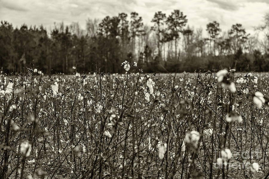 Cotton Field - Harvest Photograph