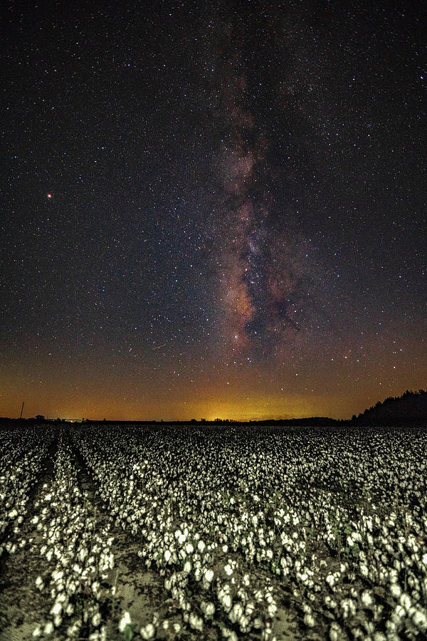 Cotton field Milky way Photograph by Kenny Nobles - Fine Art America