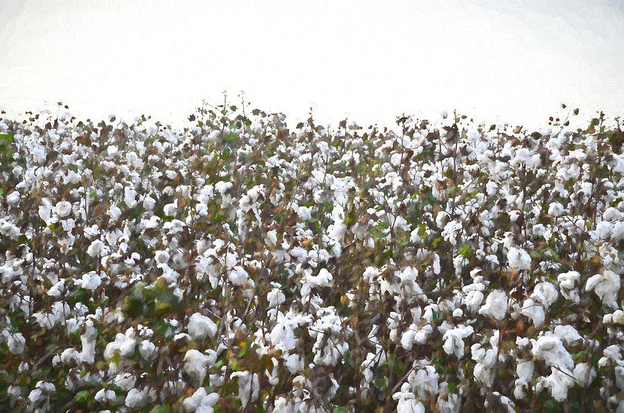 Cotton Field #minimalism Photograph by Andrea Anderegg