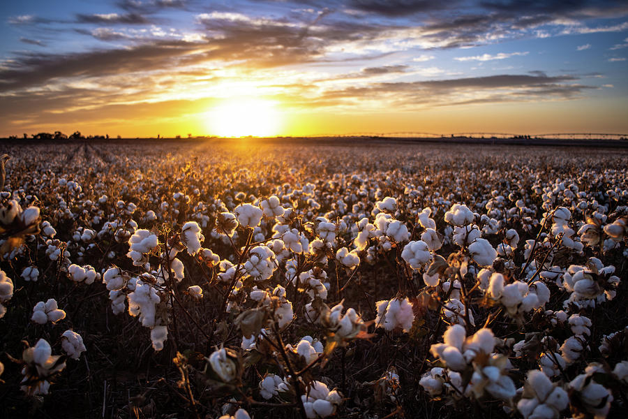 Cotton Field Sunrise Photograph by Nathan Hillis