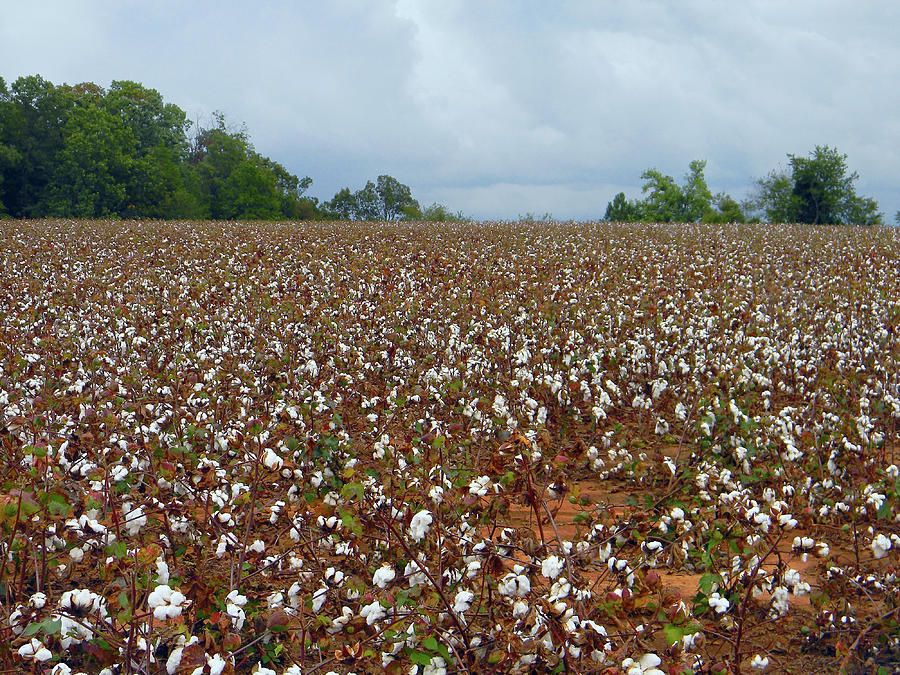 Cotton Field With Cloudy Sky Photograph by Photographybyjw