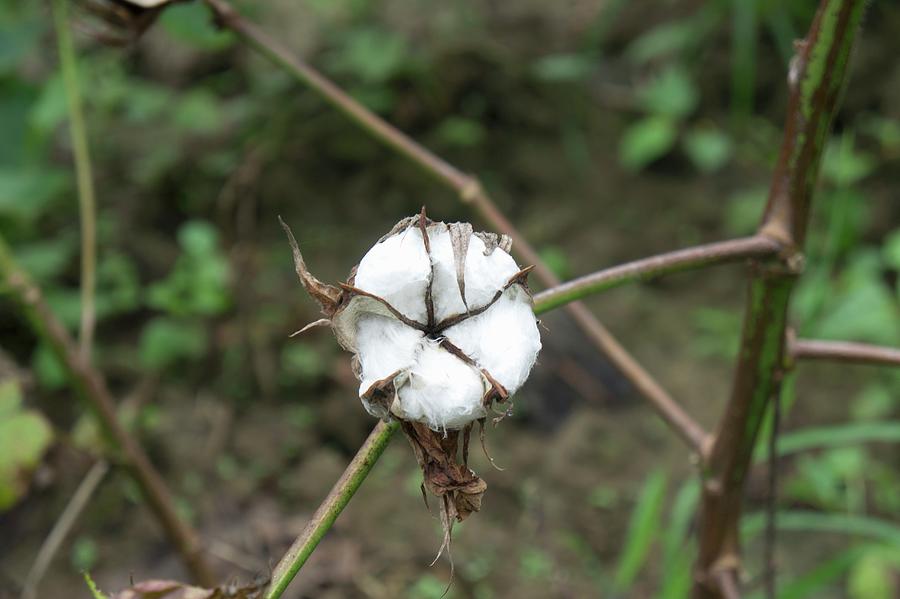 Cotton Fields - Close Up On One Cotton Plant. Photograph by Martina Schindler