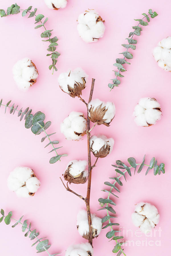 Cotton with Eucaliptus Photograph by Anastasy Yarmolovich