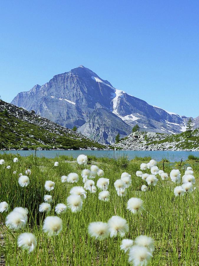 Nature Photograph - Cotton Grass And Monte Leone by Fabio Bianchi Photography