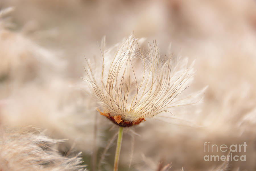 Summer Photograph - Pasque flower seed head by Delphimages Photo Creations