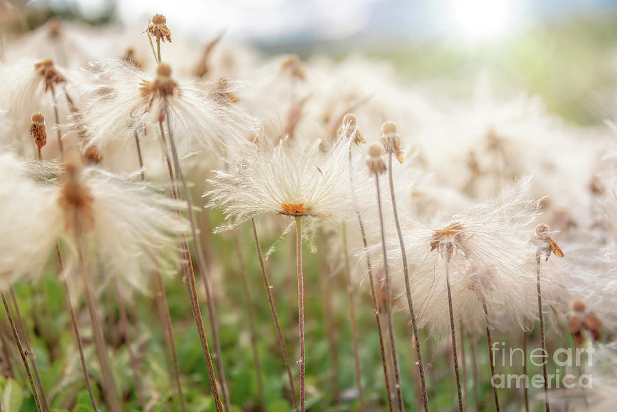 Nature Photograph - Pasqueflower seed heads by Delphimages Photo Creations