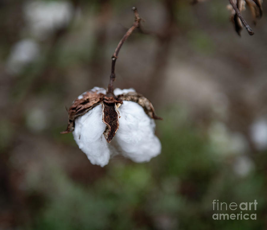 Cotton Harvest Photograph