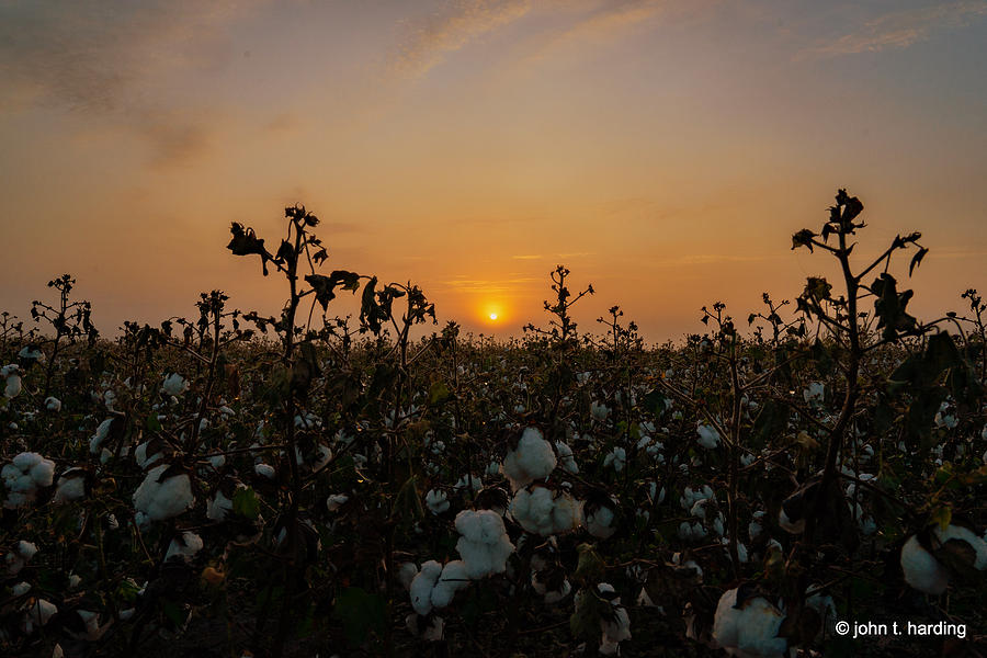 Cotton In The Field by John Harding Cotton In The Field by John Harding