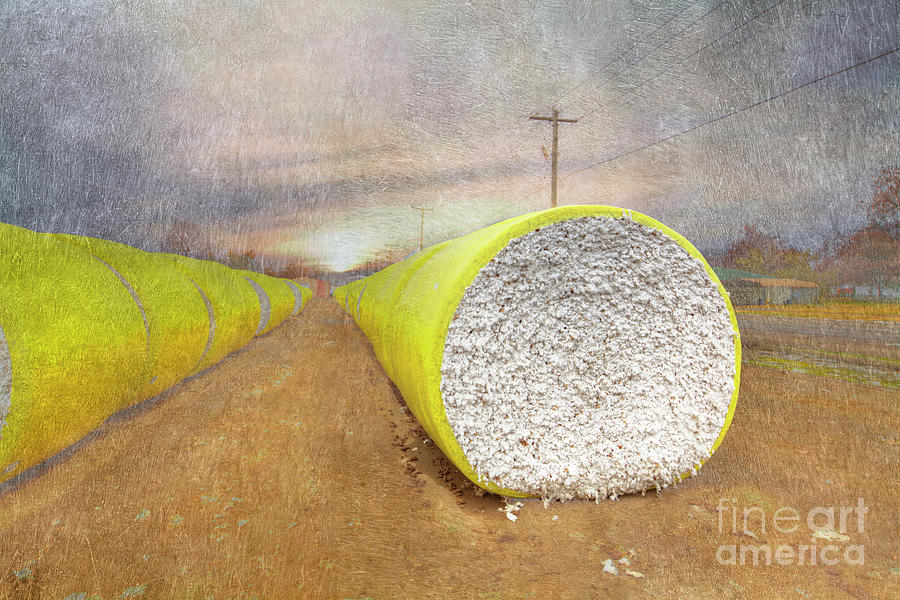 Cotton is King Digital Art by Larry Braun