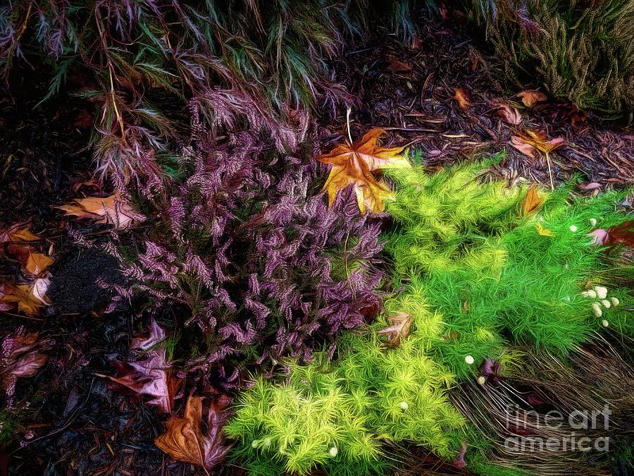 Cotton Lavendar by Jon Burch Photography Cotton Lavendar by Jon Burch Photography