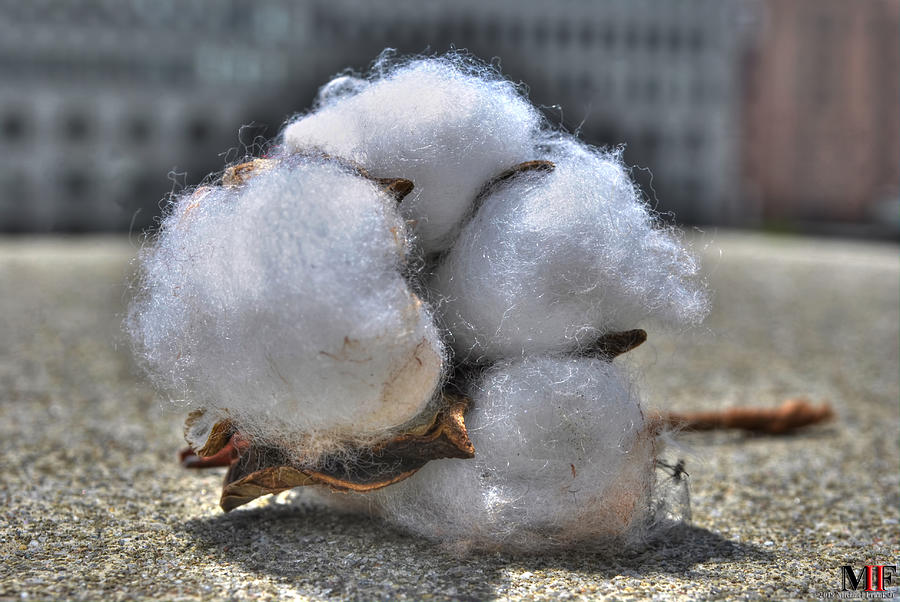 Cotton On The Rooftop Photograph