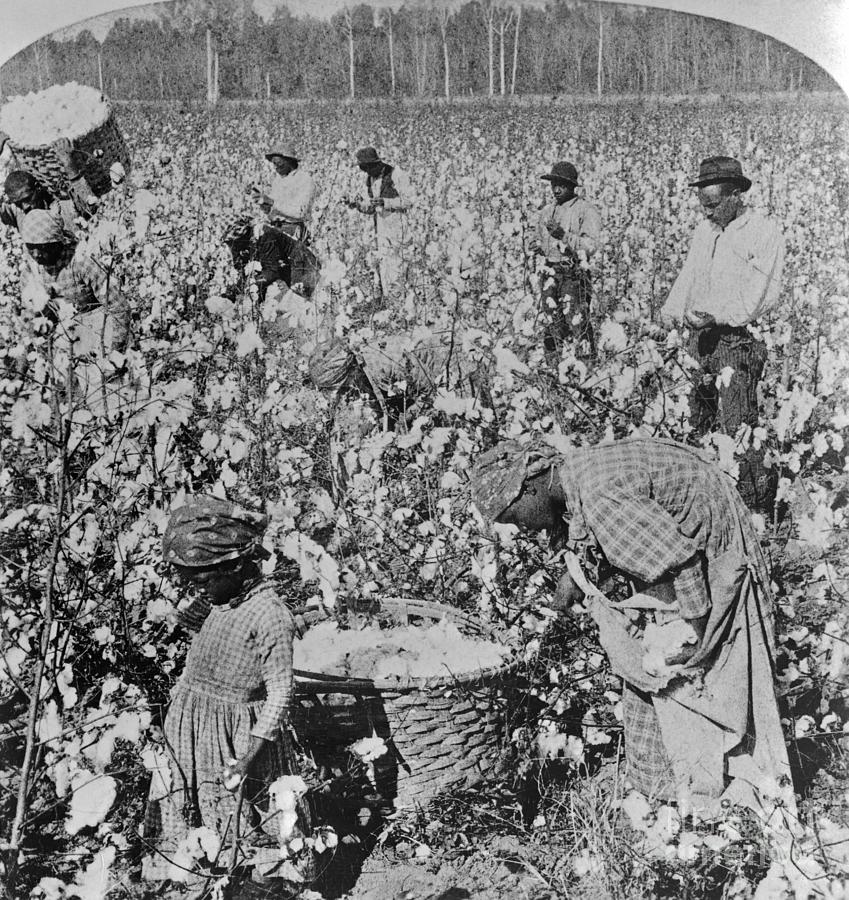 Cotton Pickers Photograph by Bettmann