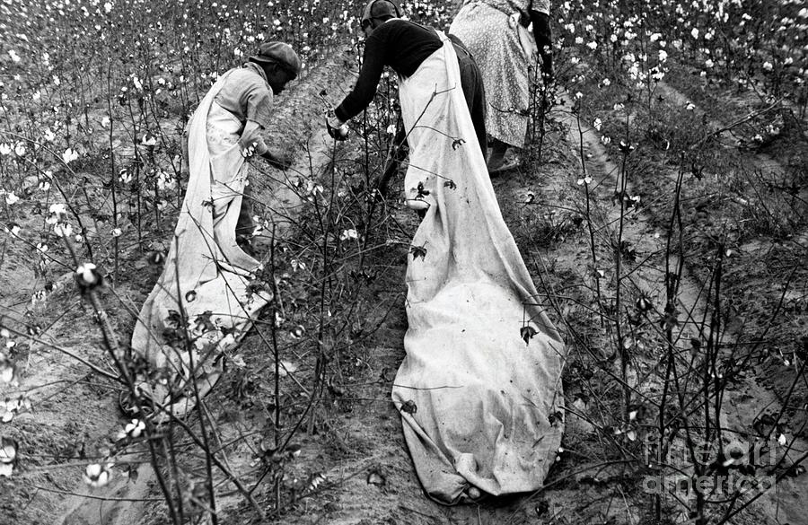 Farm Photograph - Cotton Pickers by Library Of Congress/science Photo Library