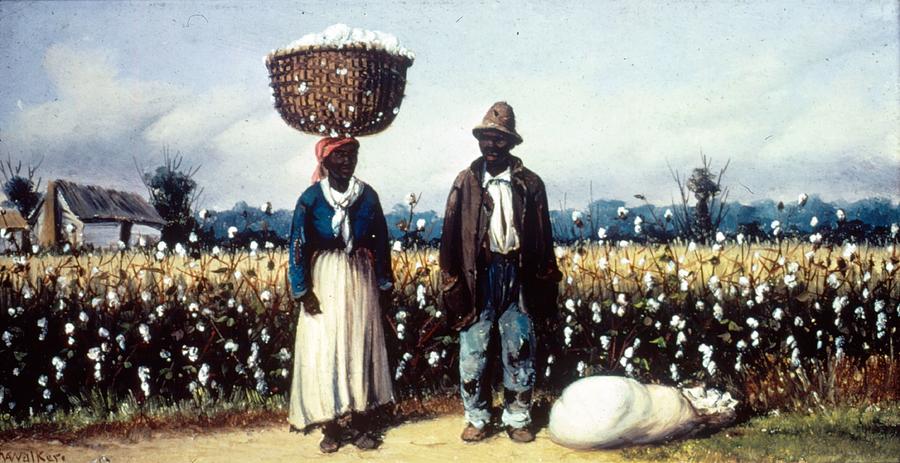 Cotton Pickers Photograph by Mpi