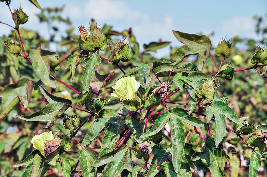 Cotton Plant In Flower Photograph by Photostockisrael