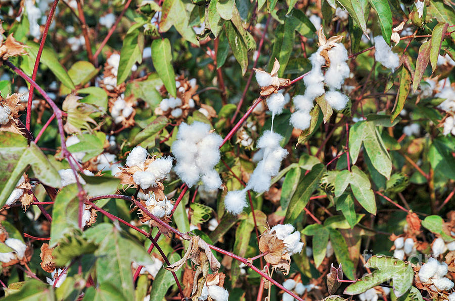 Cotton Plant Photograph by Photostock-israel/science Photo Library