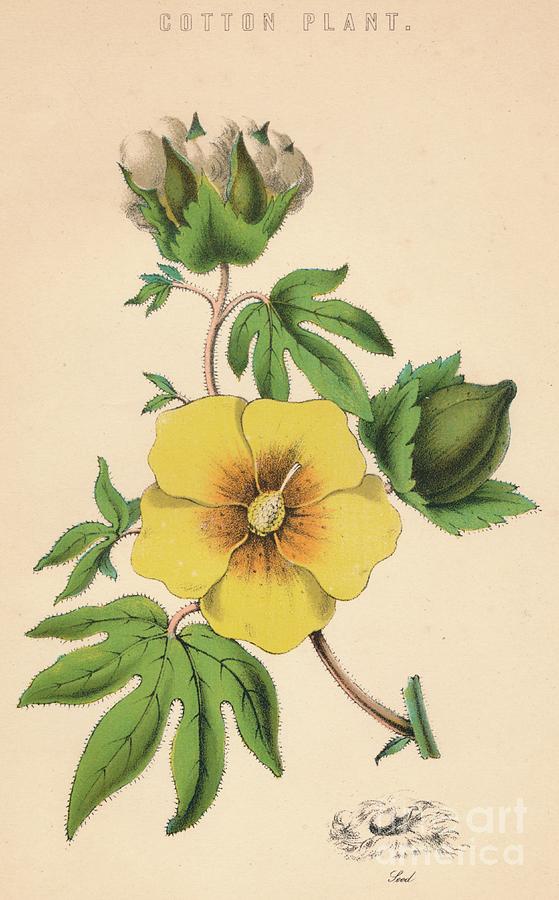 Cotton Plant Drawing by Print Collector