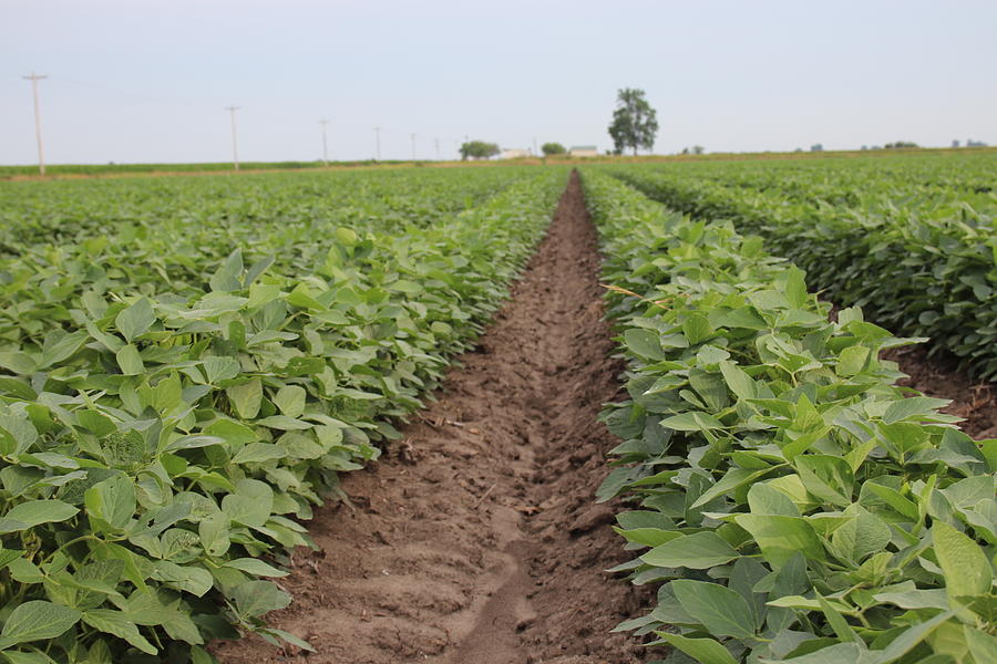 Cotton Plantation 2019 I Photograph by Darren Dwayne Frazier - Fine Art ...