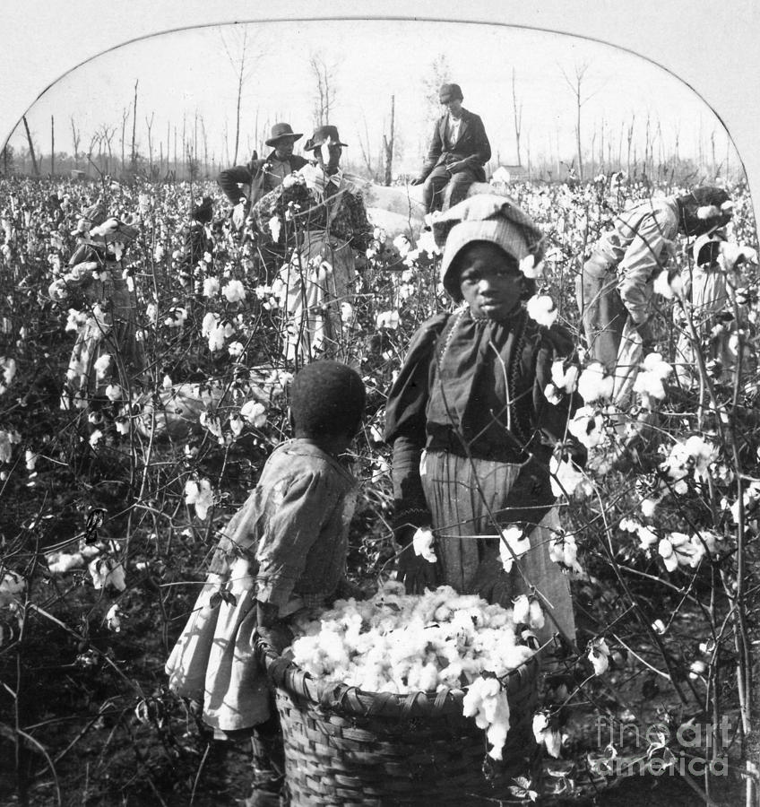 Cotton Plantation Photograph by Granger