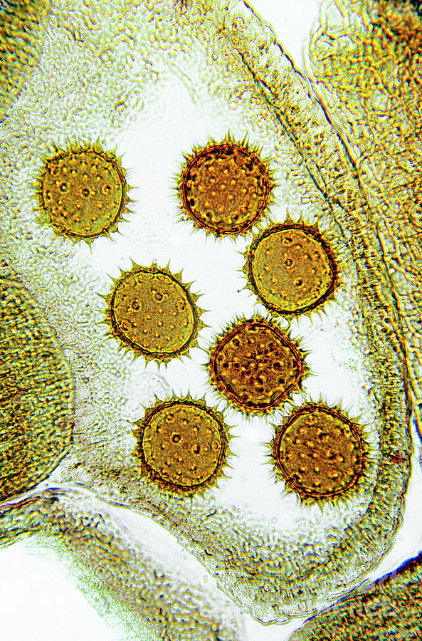 Cotton Pollen Photograph by Dr Keith Wheeler/science Photo Library