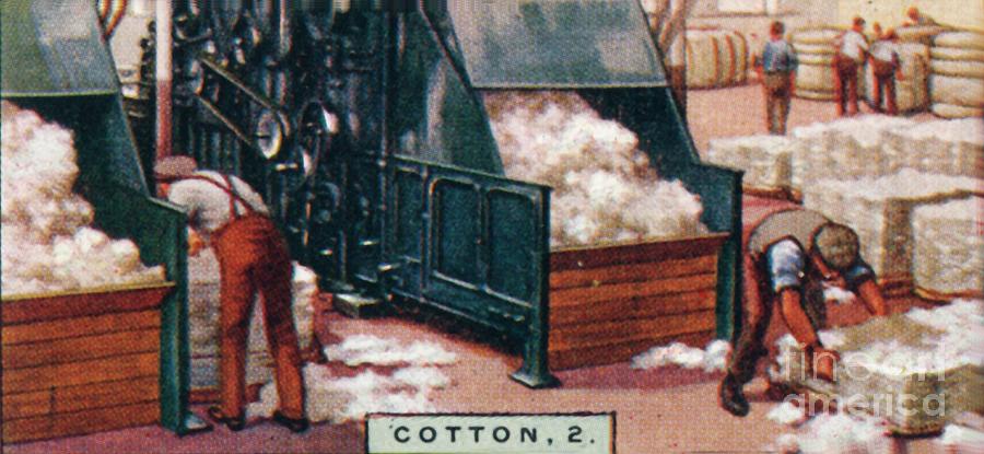 Cotton Drawing by Print Collector Cotton Drawing by Print Collector
