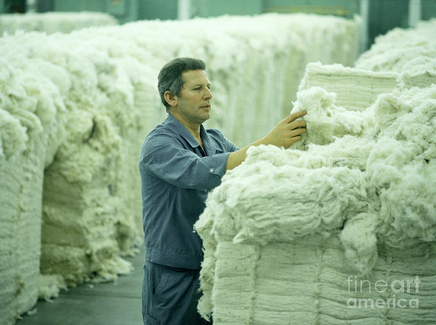 Cotton Quality Control Photograph by Maximilian Stock Ltd/science Photo Library