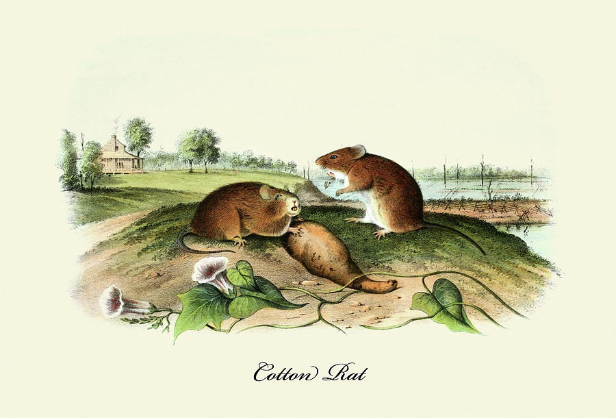 Cotton Rat Painting by John Joseph Audubon