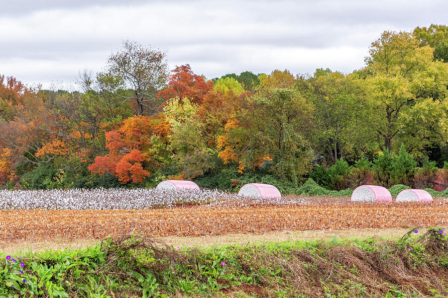 Cotton Rolls in the Fall by Jack Peterson Cotton Rolls in the Fall by Jack Peterson