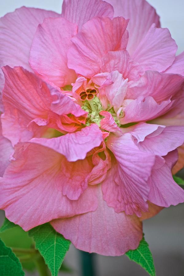 Cotton Rose Corsage Photograph by Debra Grace Addison