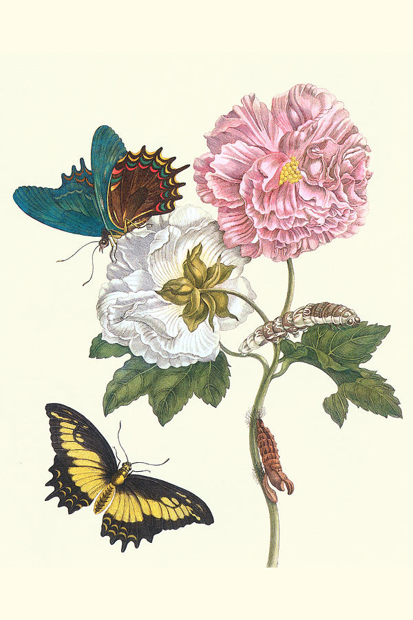 Cotton Rose Mallow with a Queen Swallowtail Painting by Maria Sibylla Merian