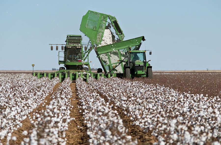 Cotton Stripper Harvesting Crop by Dhughes9