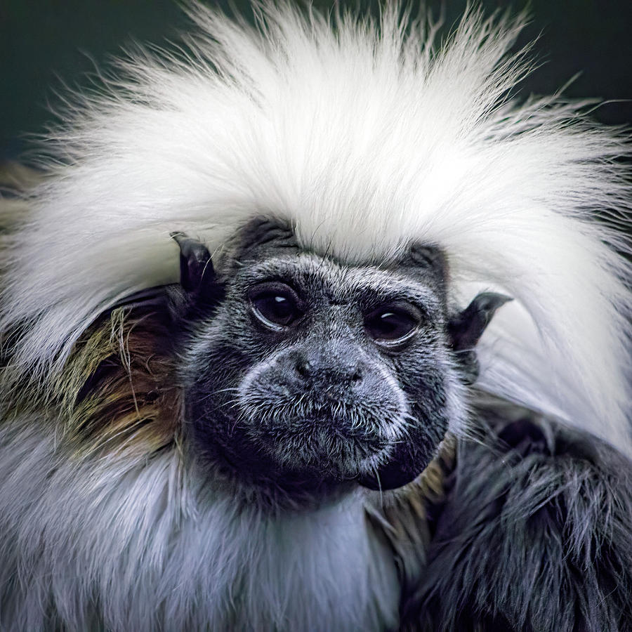 Cotton Topped Tamarin Photograph by Tracie Schiebel