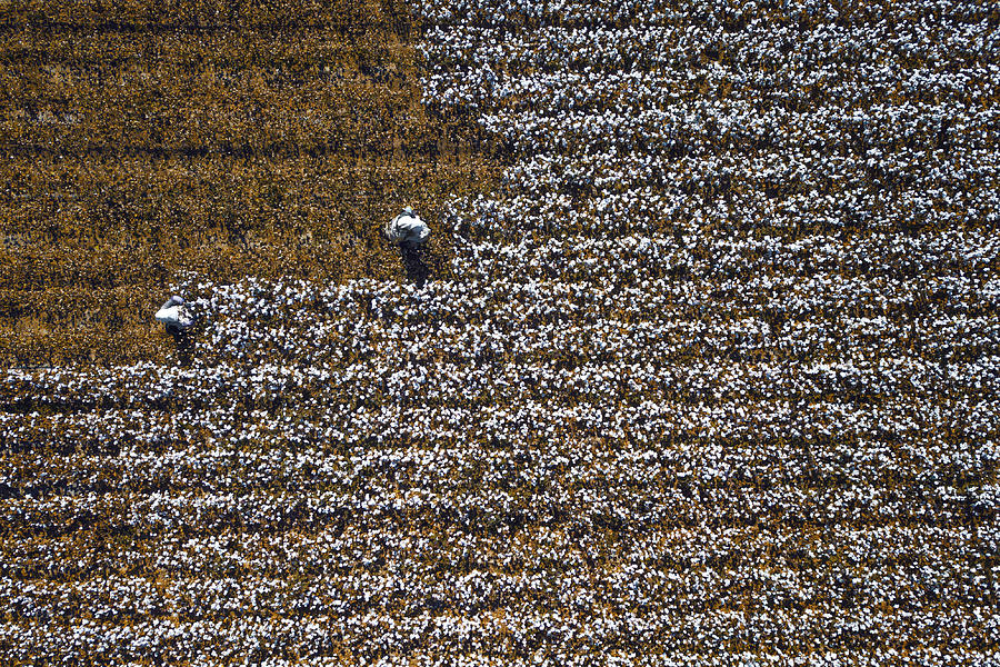 Landscape Photograph - Cotton World by Zhou Chengzhou