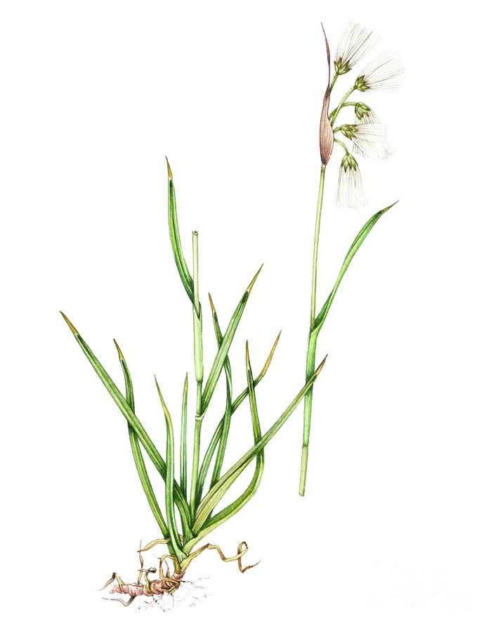 Cottongrass (eriophorum Latifolium) Photograph by Lizzie Harper/science ...