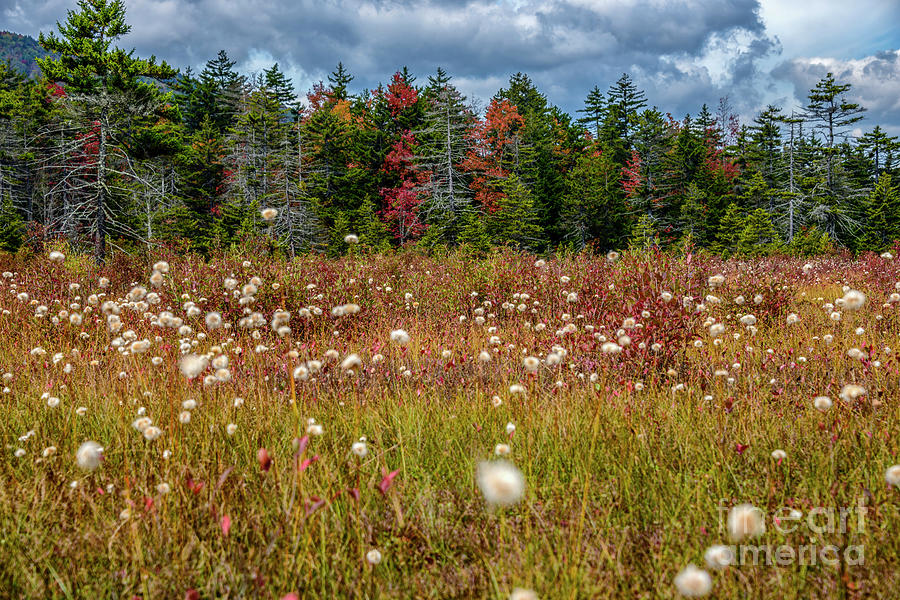 Cottongrass in Cranberry Glades  Photograph by Thomas R Fletcher