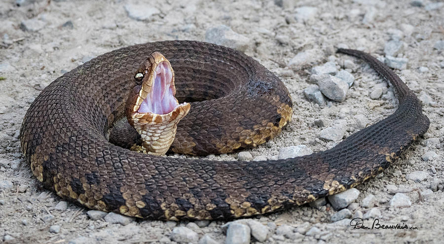 Cottonmouth 2898 Photograph by Dan Beauvais