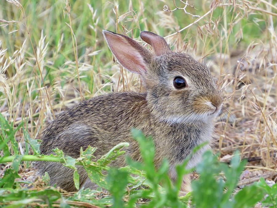 Cottontail Bunny Photograph by Connor Beekman