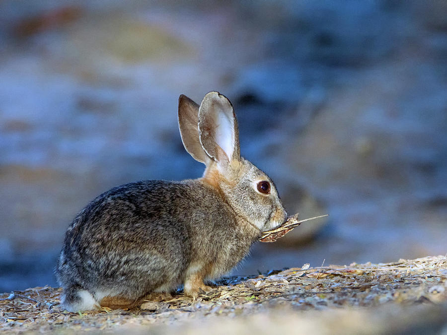 Cottontail Rabbit 0027-111518-1cr Photograph by Tam Ryan