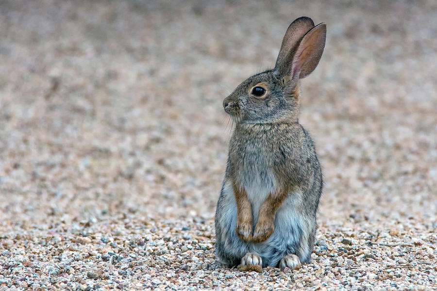 Cottontail Rabbit 5338-121518-1 Photograph by Tam Ryan