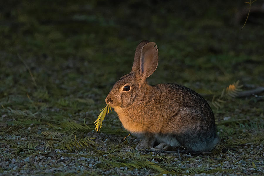Cottontail Rabbit and Leaf 2486-012219 Photograph by Tam Ryan